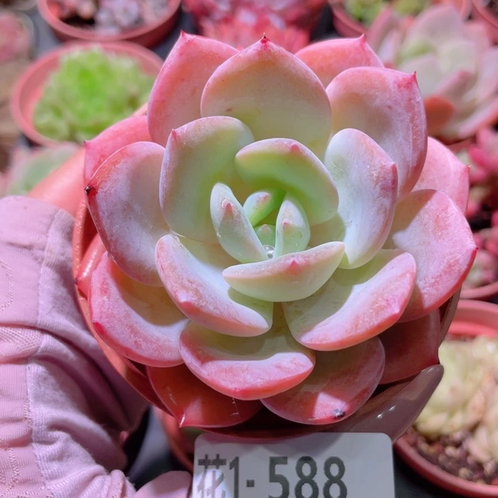 花利美1-588白月梦露