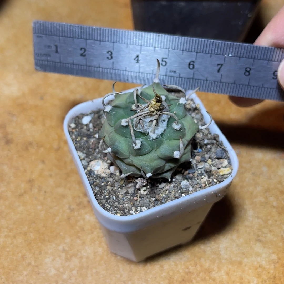 实生大尤龟甲娇丽