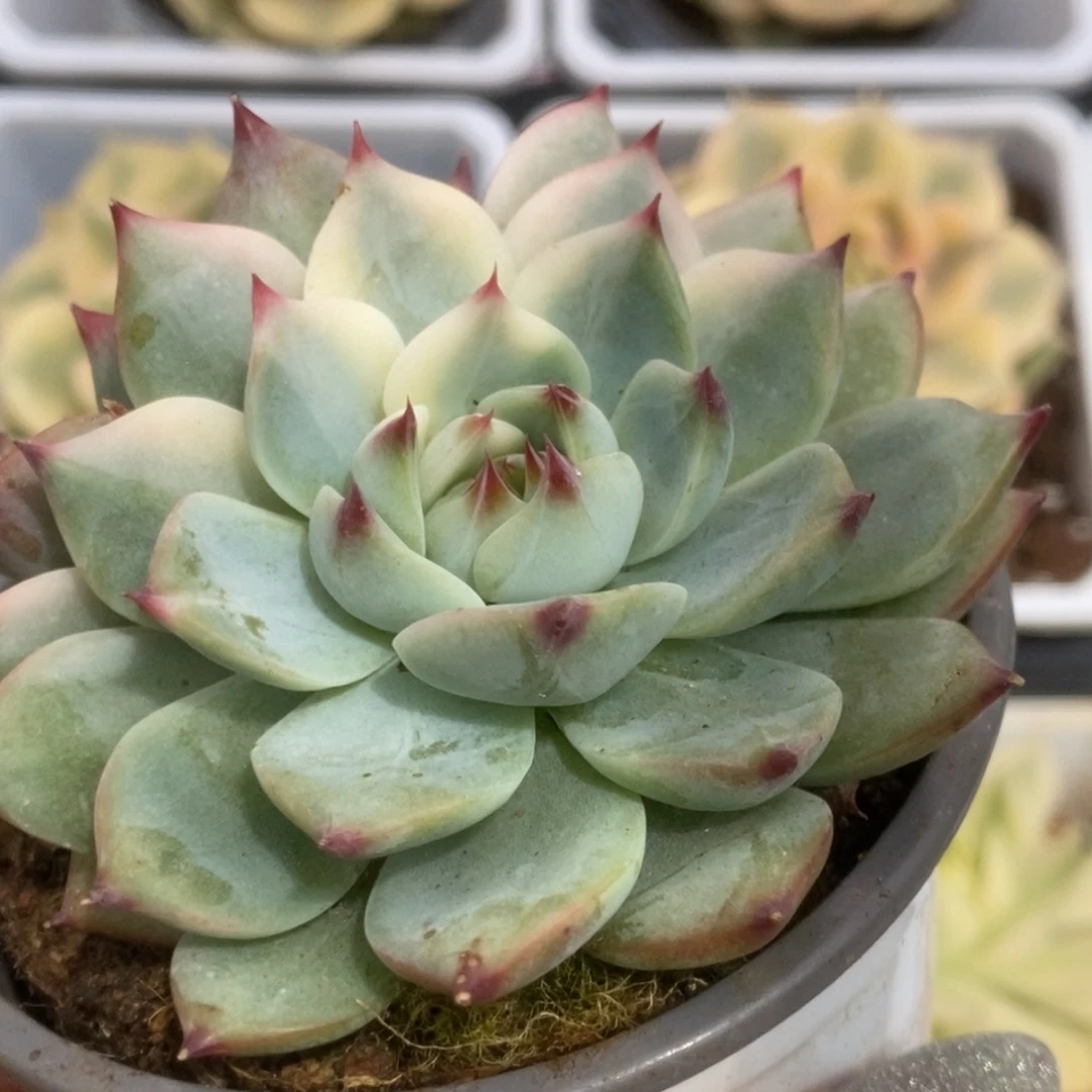 085锦锦锦锦锦锦锦锦