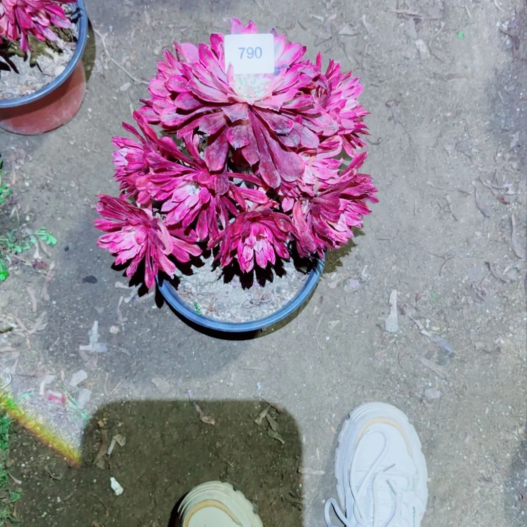 仙魔法师多肉790