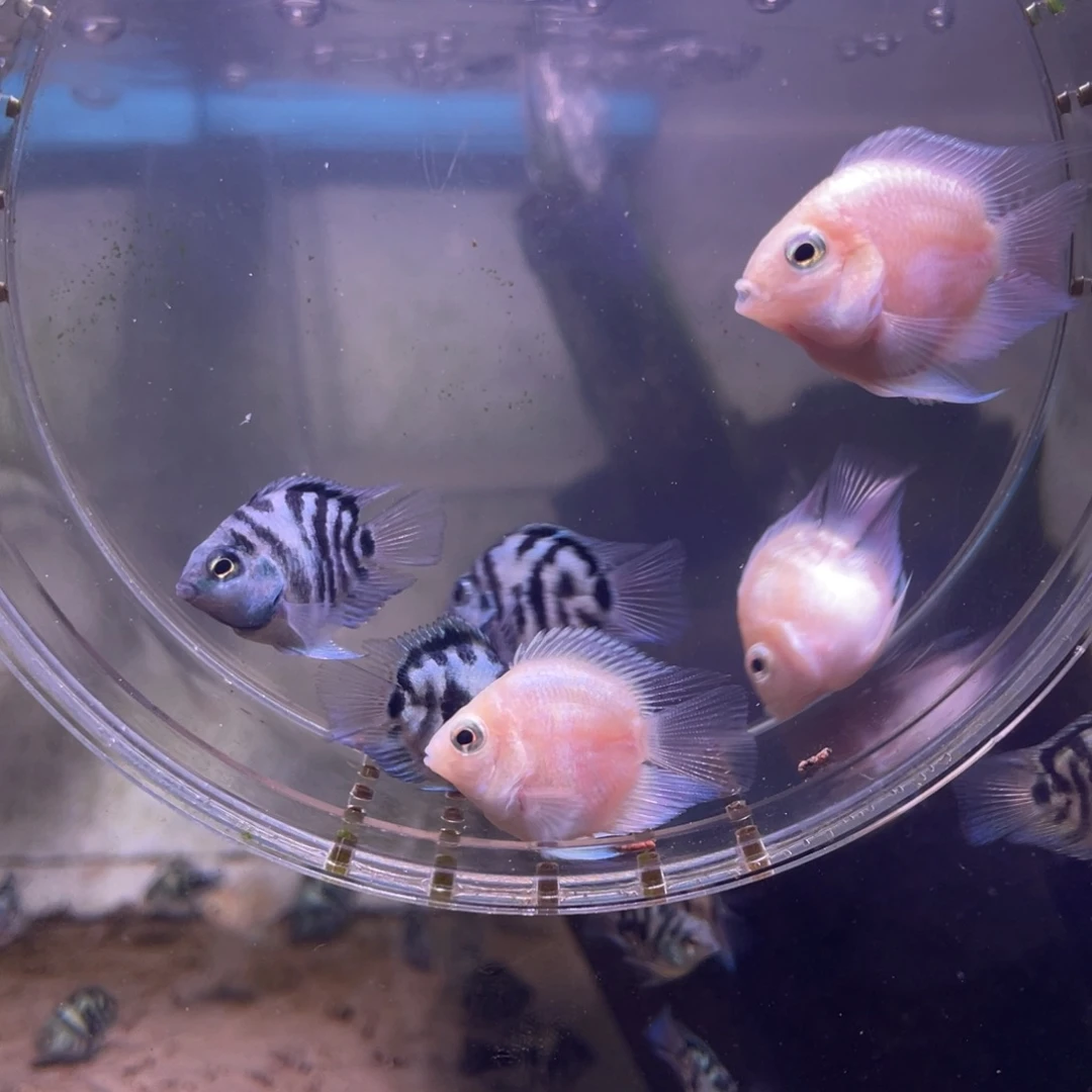 短鲷鱼白金宝蓝一组6条