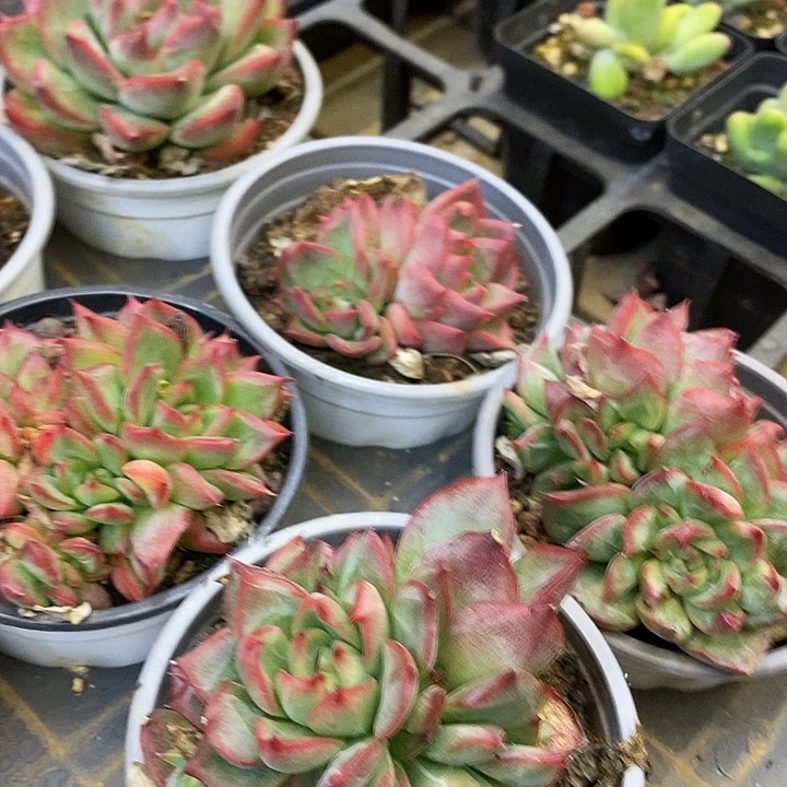 红鸾多头福利多多
