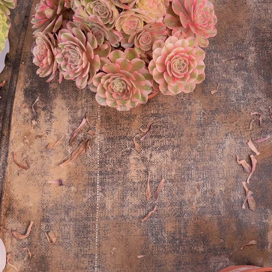 556，半糖荔枝多肉植物