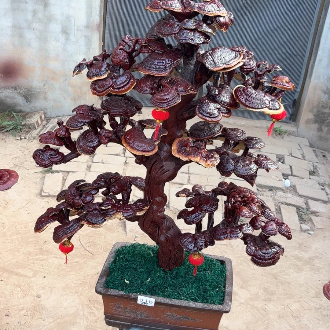 无花朵灵芝是一种植物