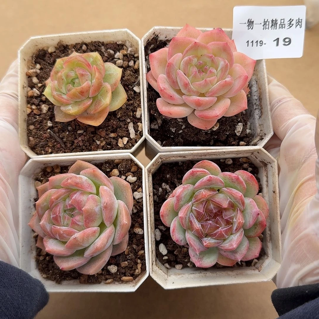 1119-19多肉一物一拍