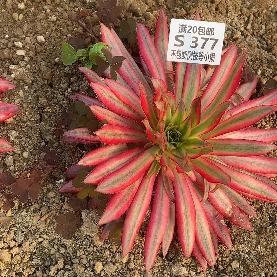 377朱雀多肉法师锦