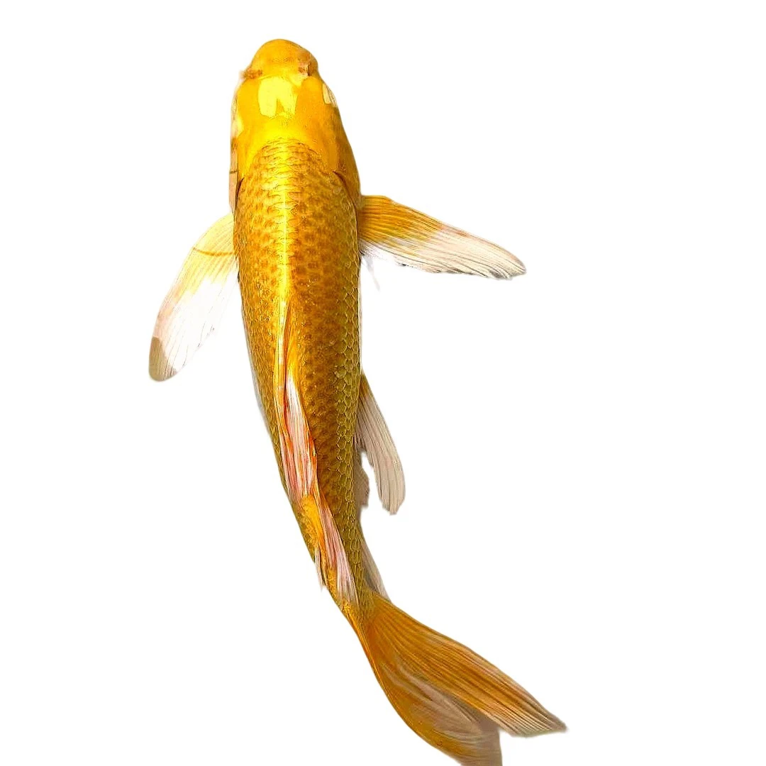 锦鲤 黄金（25-30厘米）1条，观赏鱼活鱼养殖混养