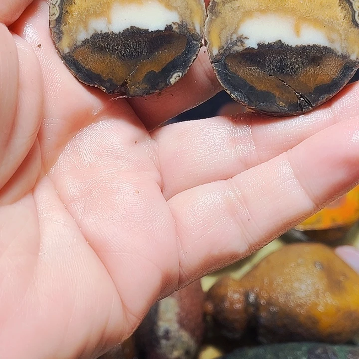 雨***林玛瑙/玉髓未镶嵌珠宝奇石