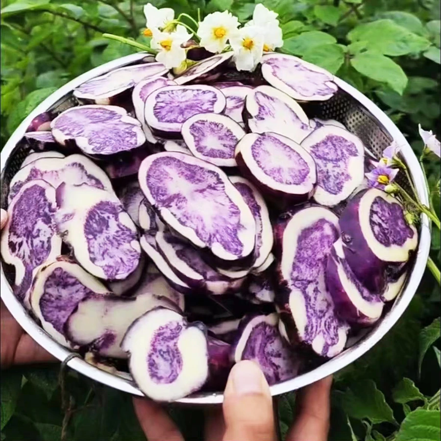 贵州高山种植乌洋芋花青素土豆娘娘山新鲜现挖现发