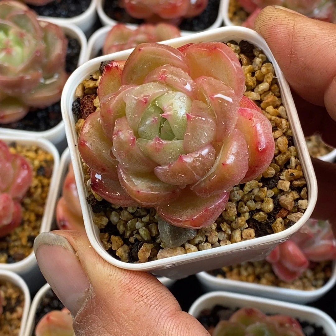 天官赐福百无禁忌