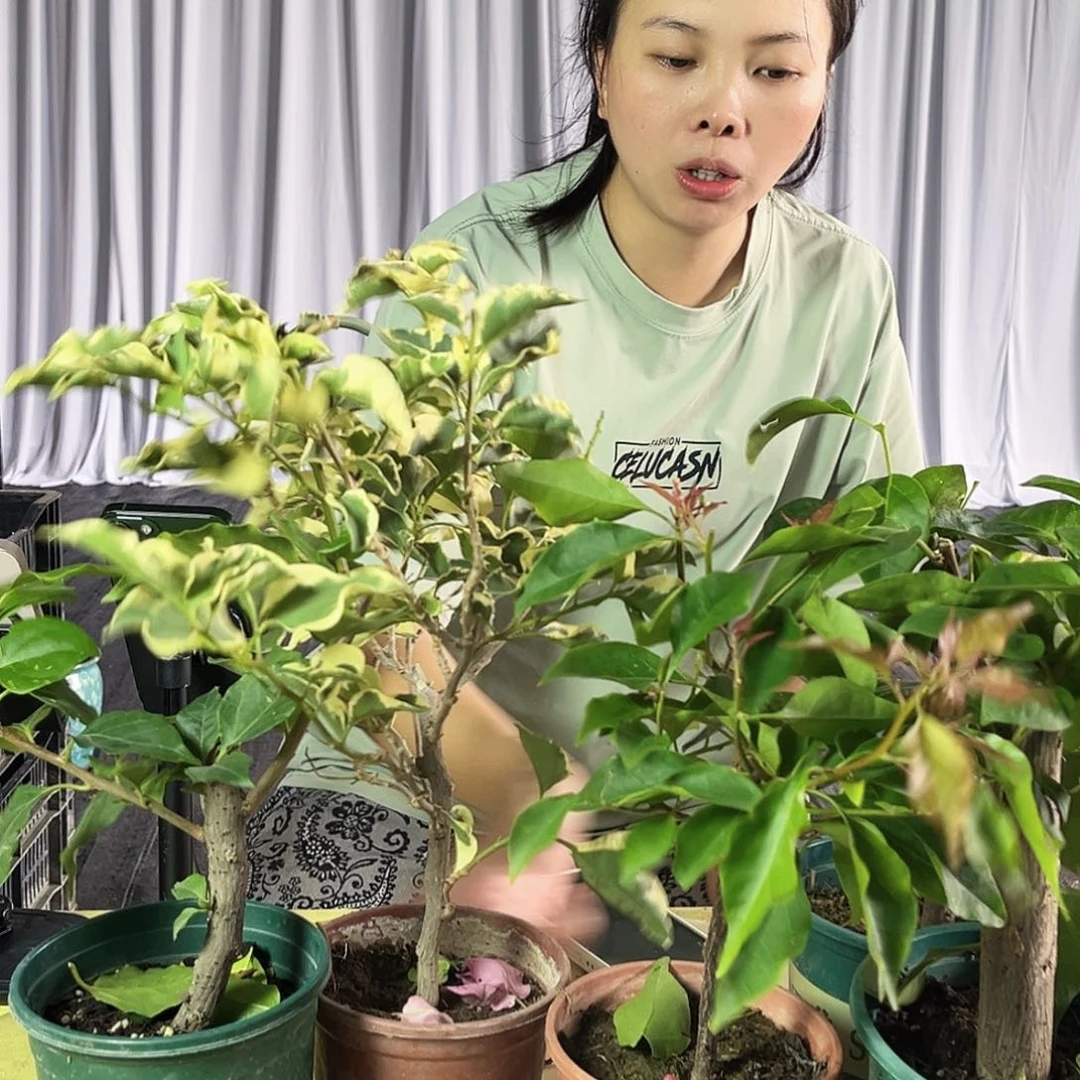 大部分花苞少量开放掌中宝随机一颗