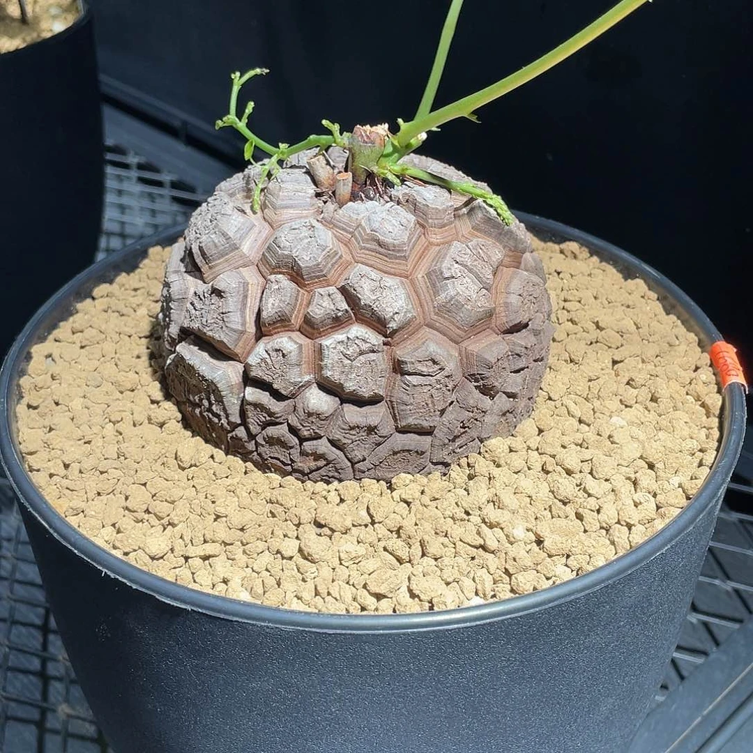 905黑皮密纹龟甲龙11.6公分