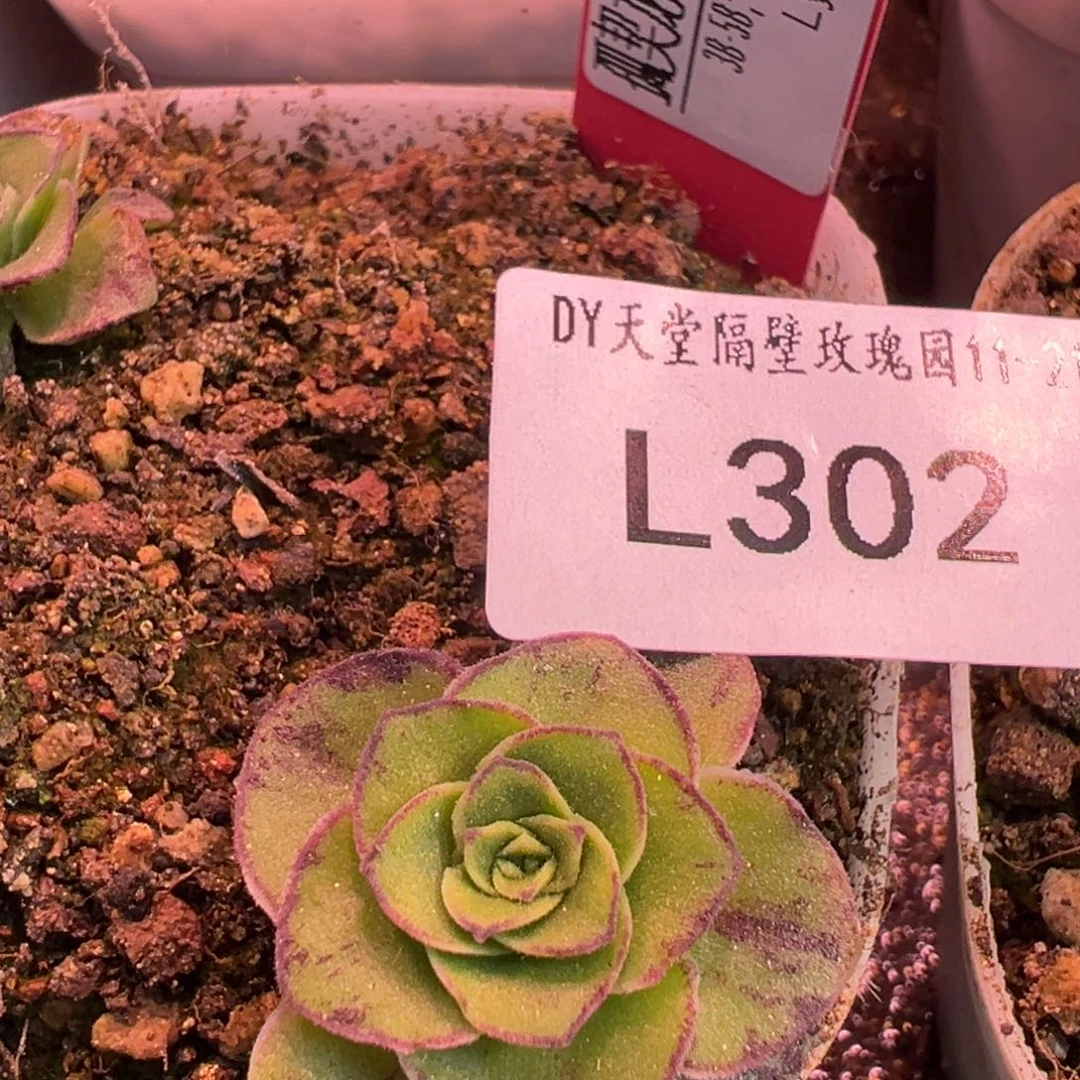 L302孤契龙霜山地玫瑰