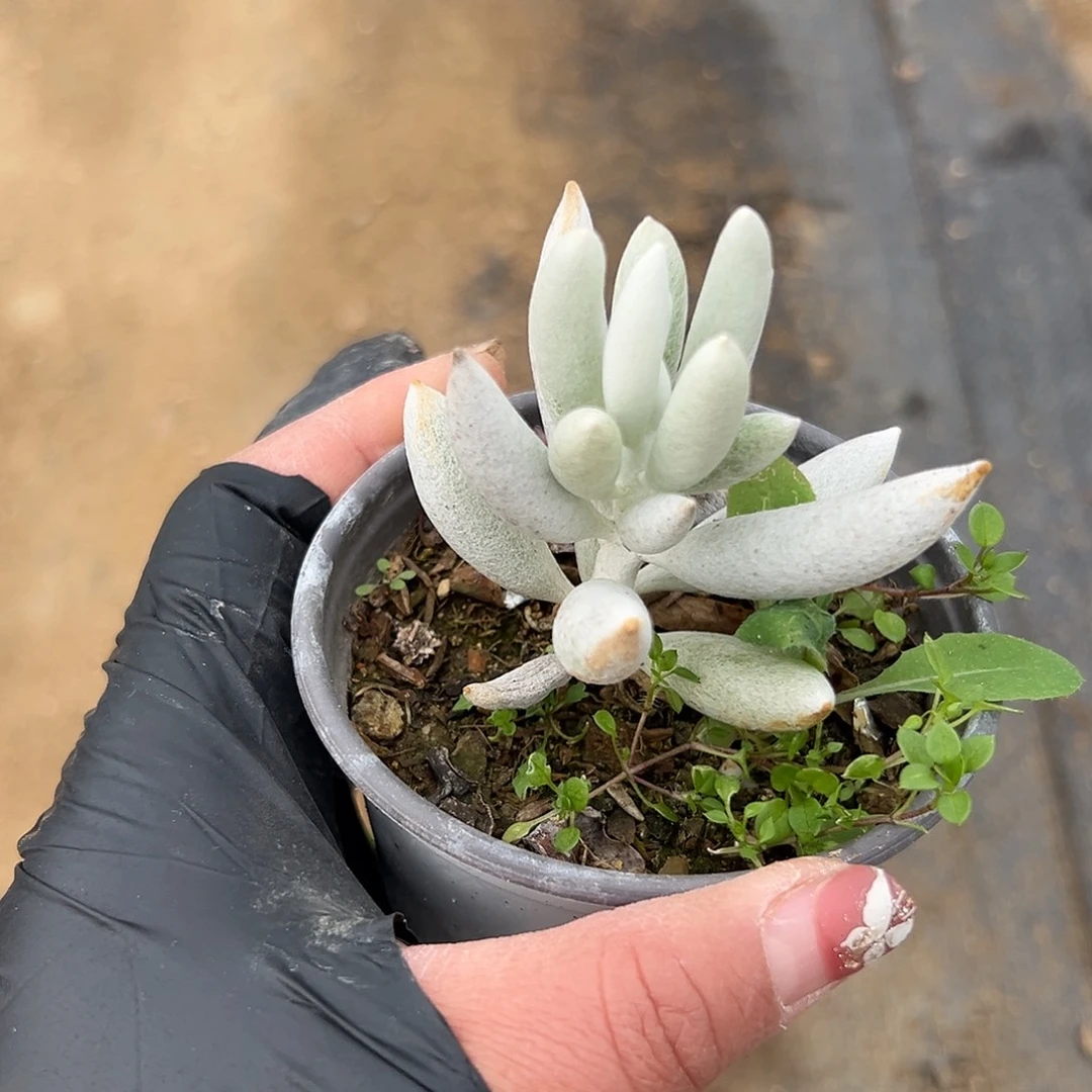 多肉植物多肉植物