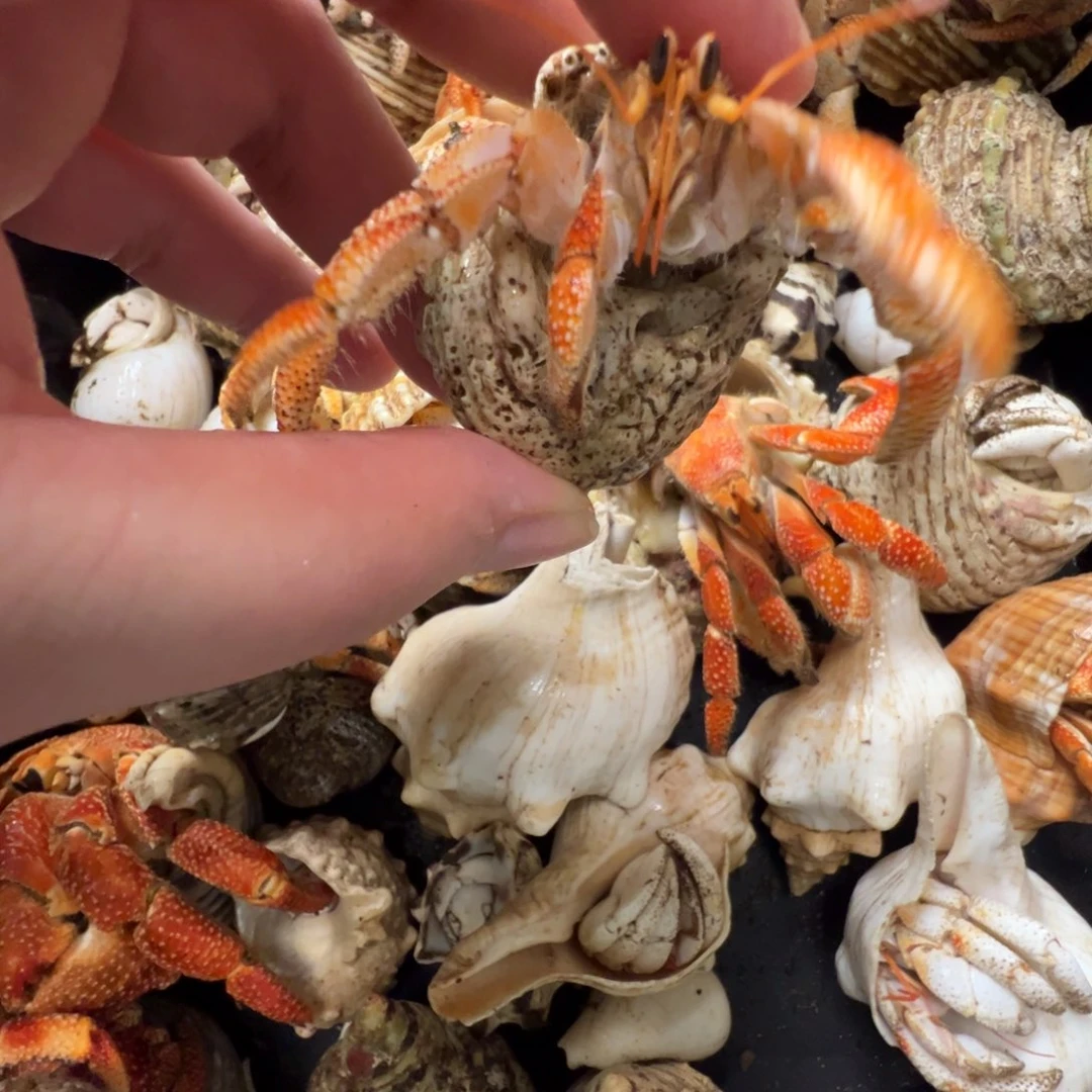 断大钳子毛球橘色