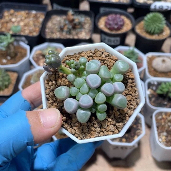 大*皮875五十铃玉植物