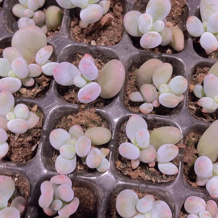 精品米克奶多肉植物