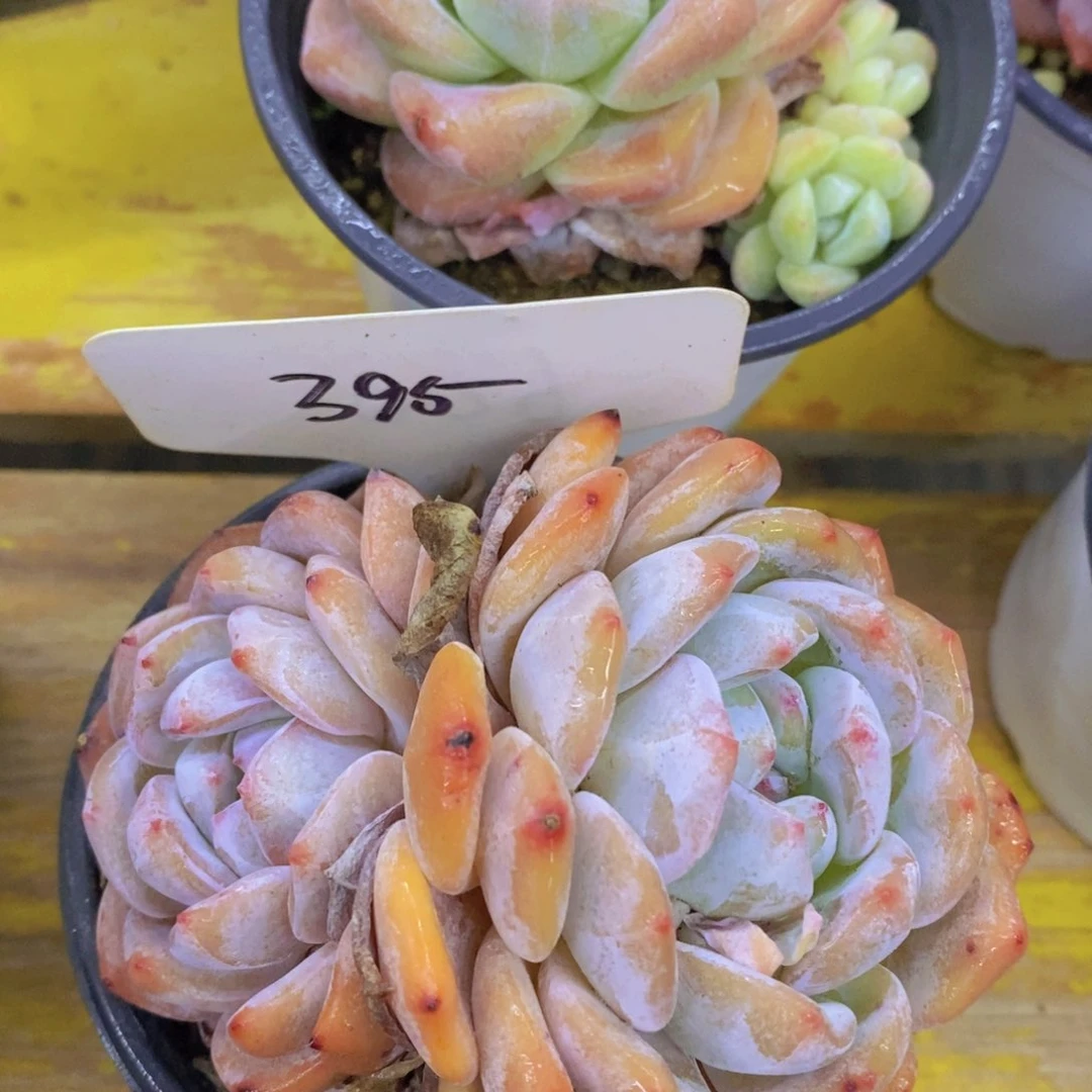 多肉植物，一物一拍3单包邮