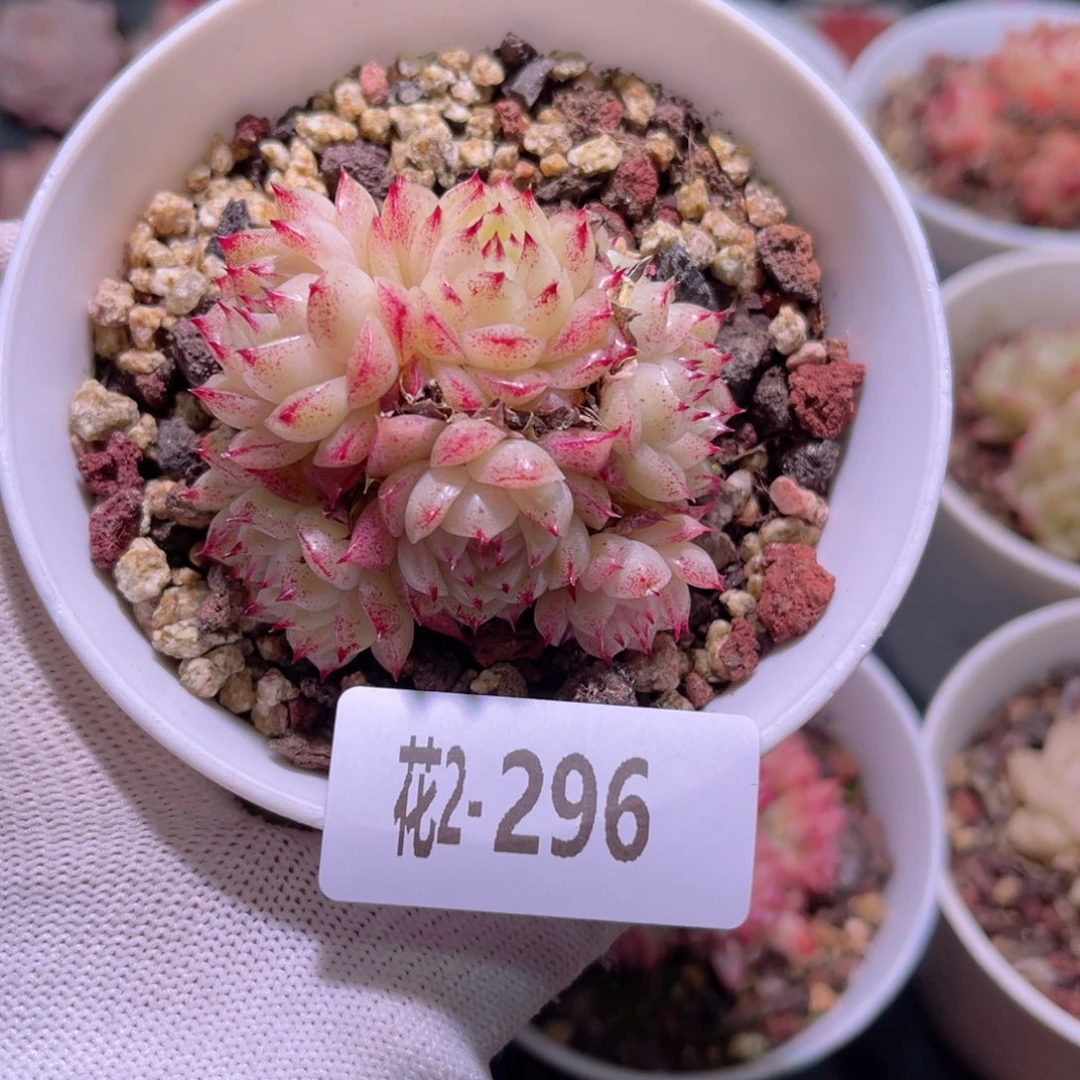 花02-296麦秆群生