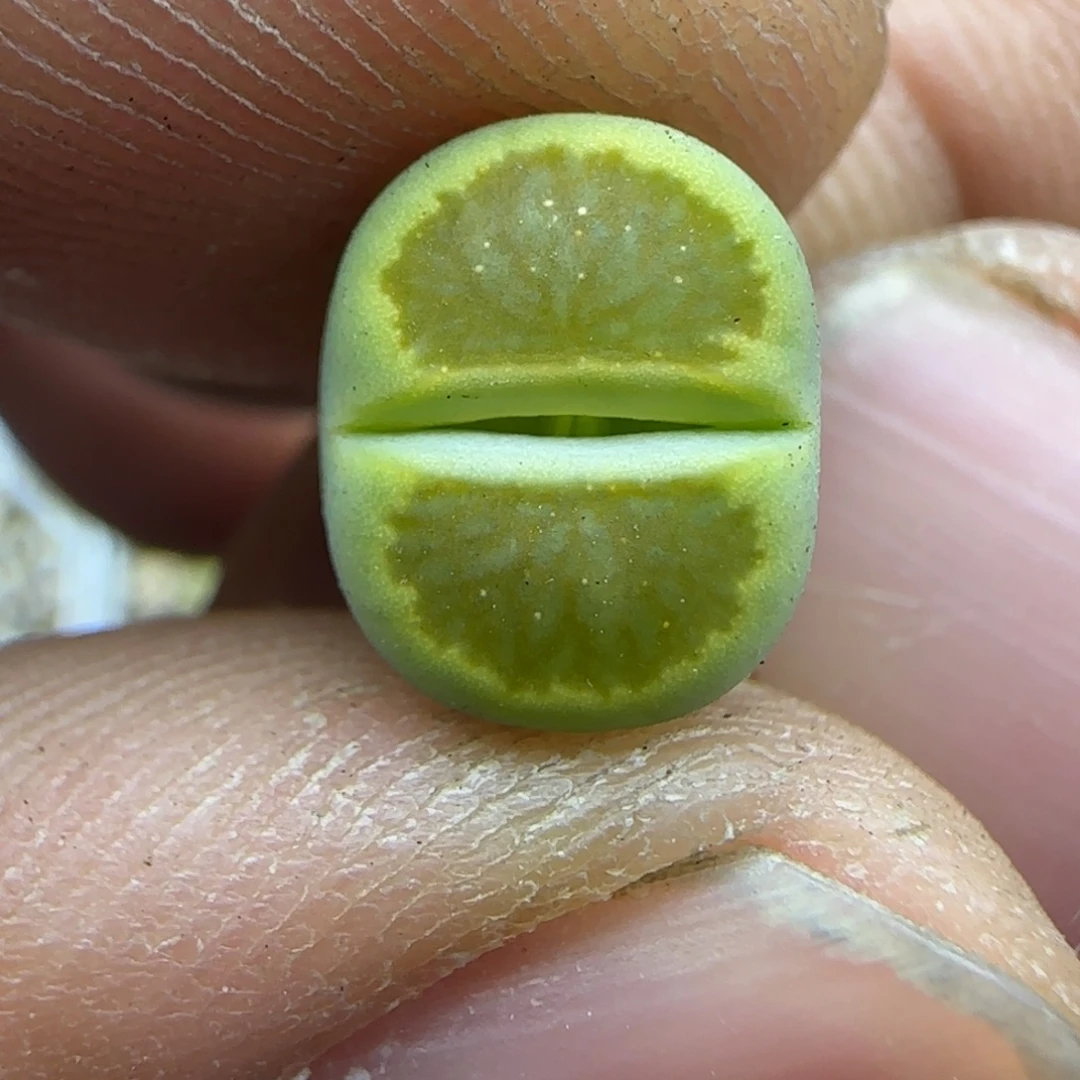 037 生石花大棚直播