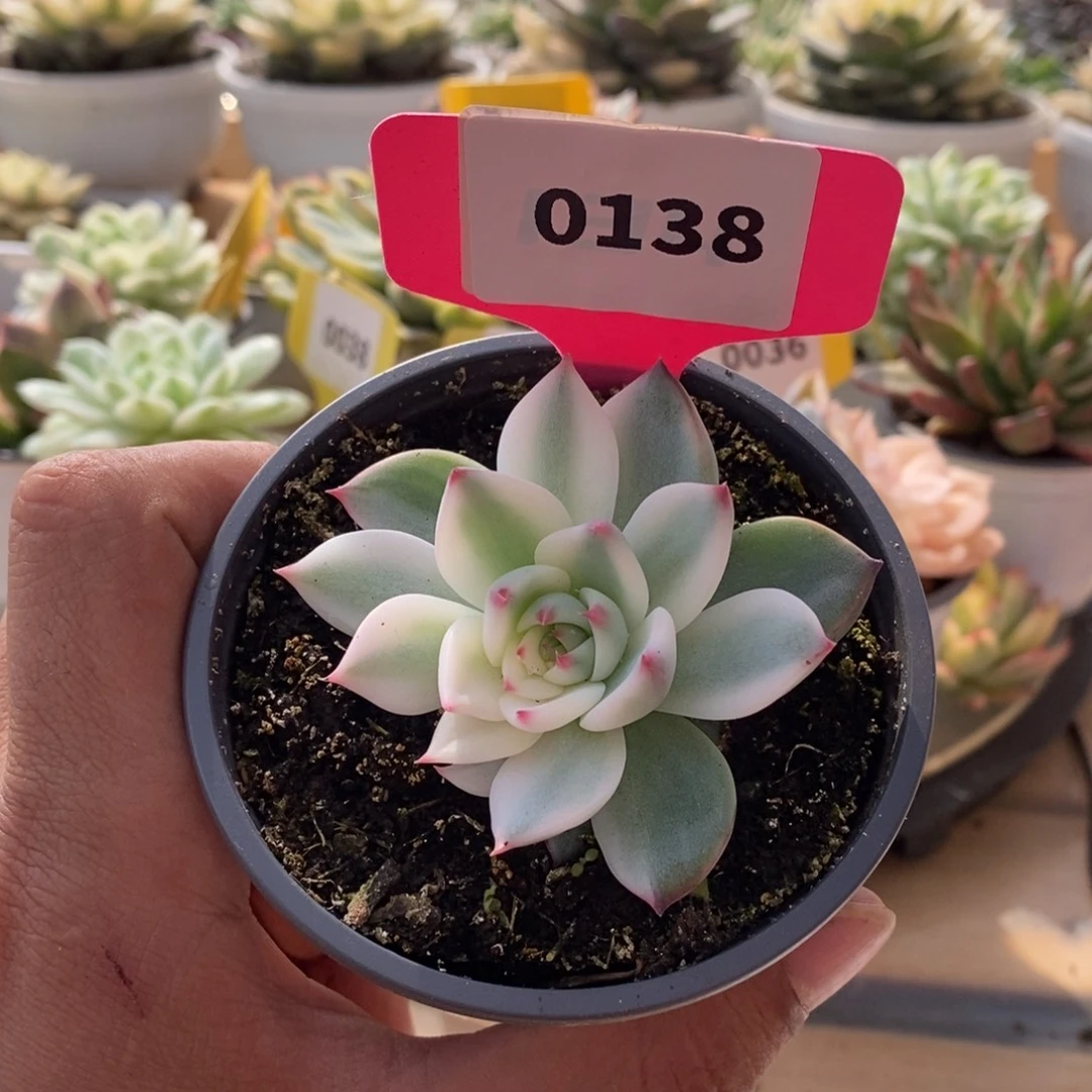 0138吉娃娃哈哈哈哈