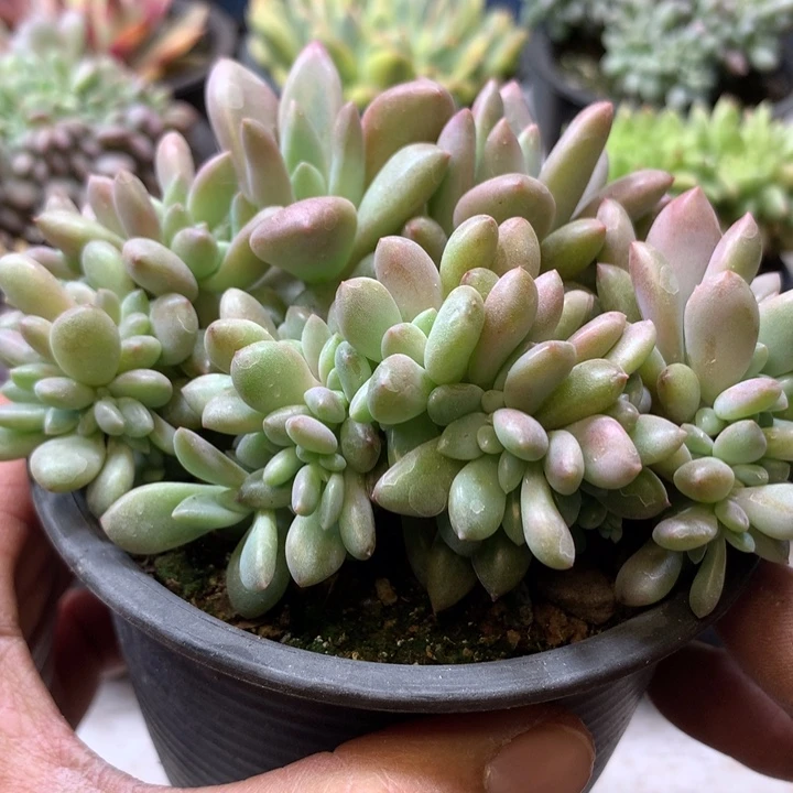 桃花源缀化量拍脱土