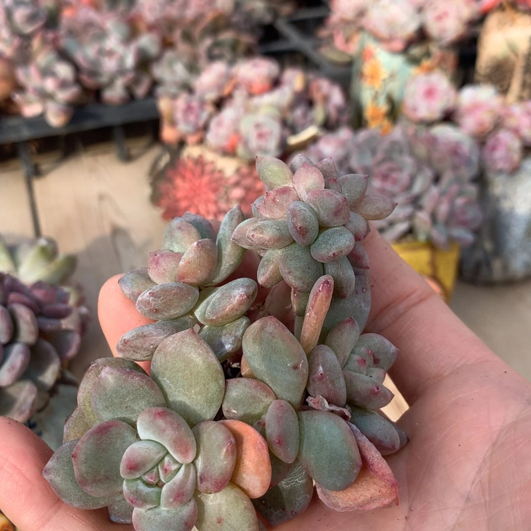 奥*森奥尔森突尼斯寄养多肉