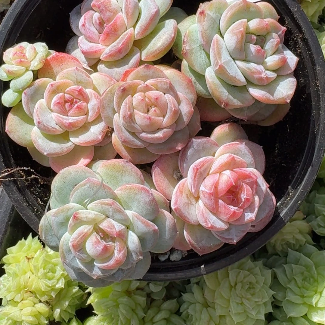 多肉植物多肉植物302