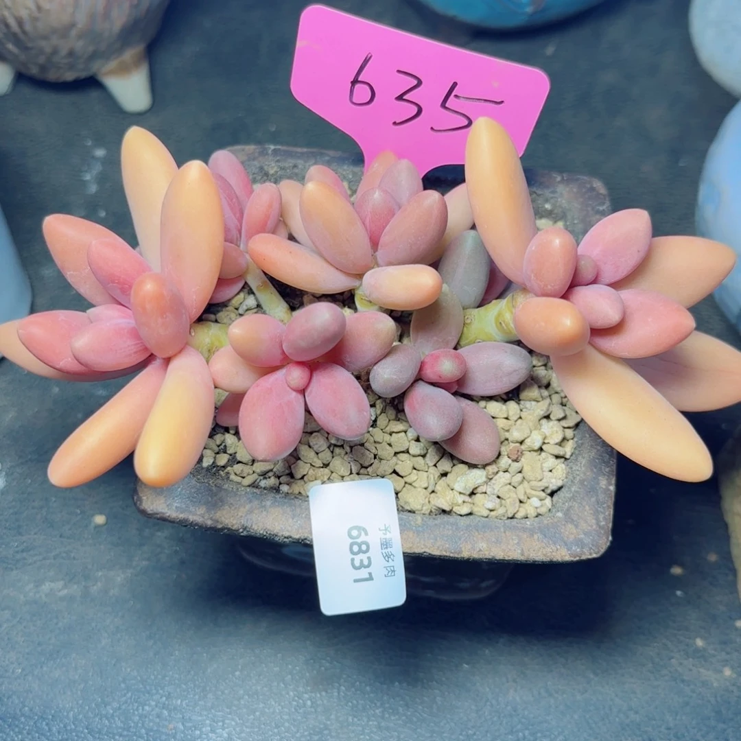 糖果美人，6831多肉植物