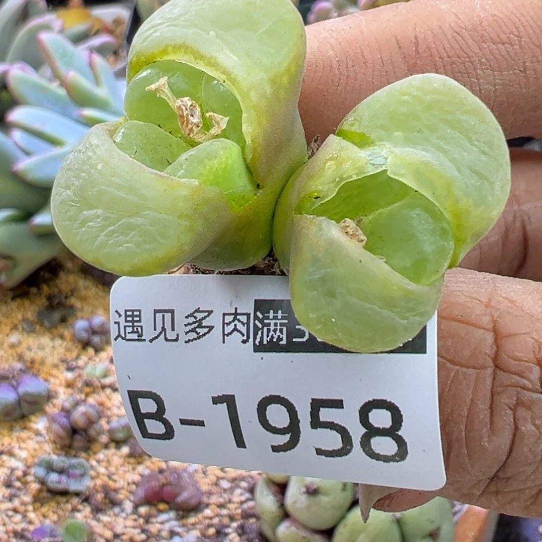 多肉植物111111111111111