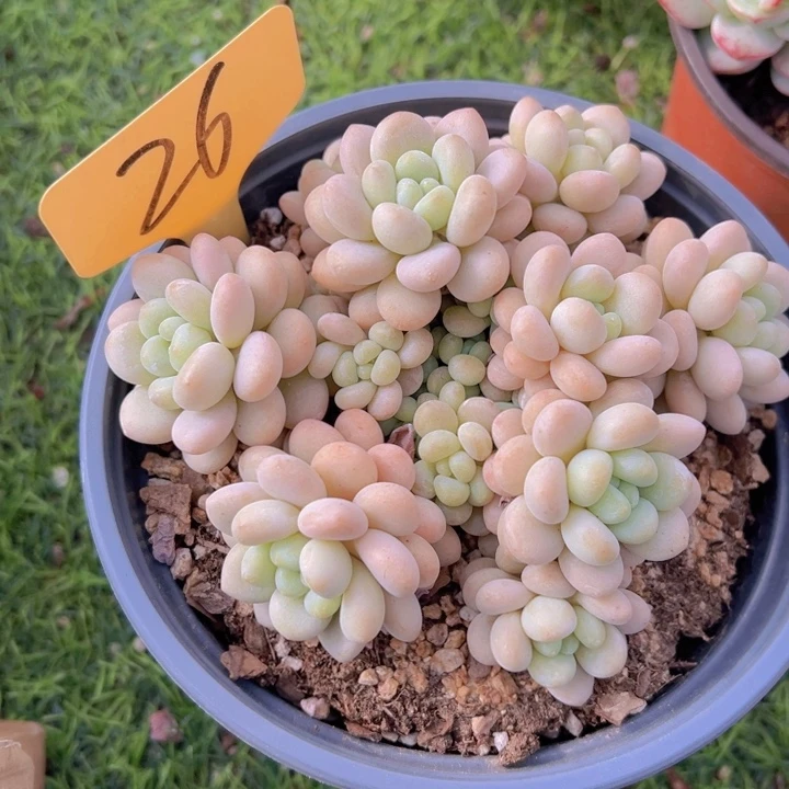 健健康康平平安安