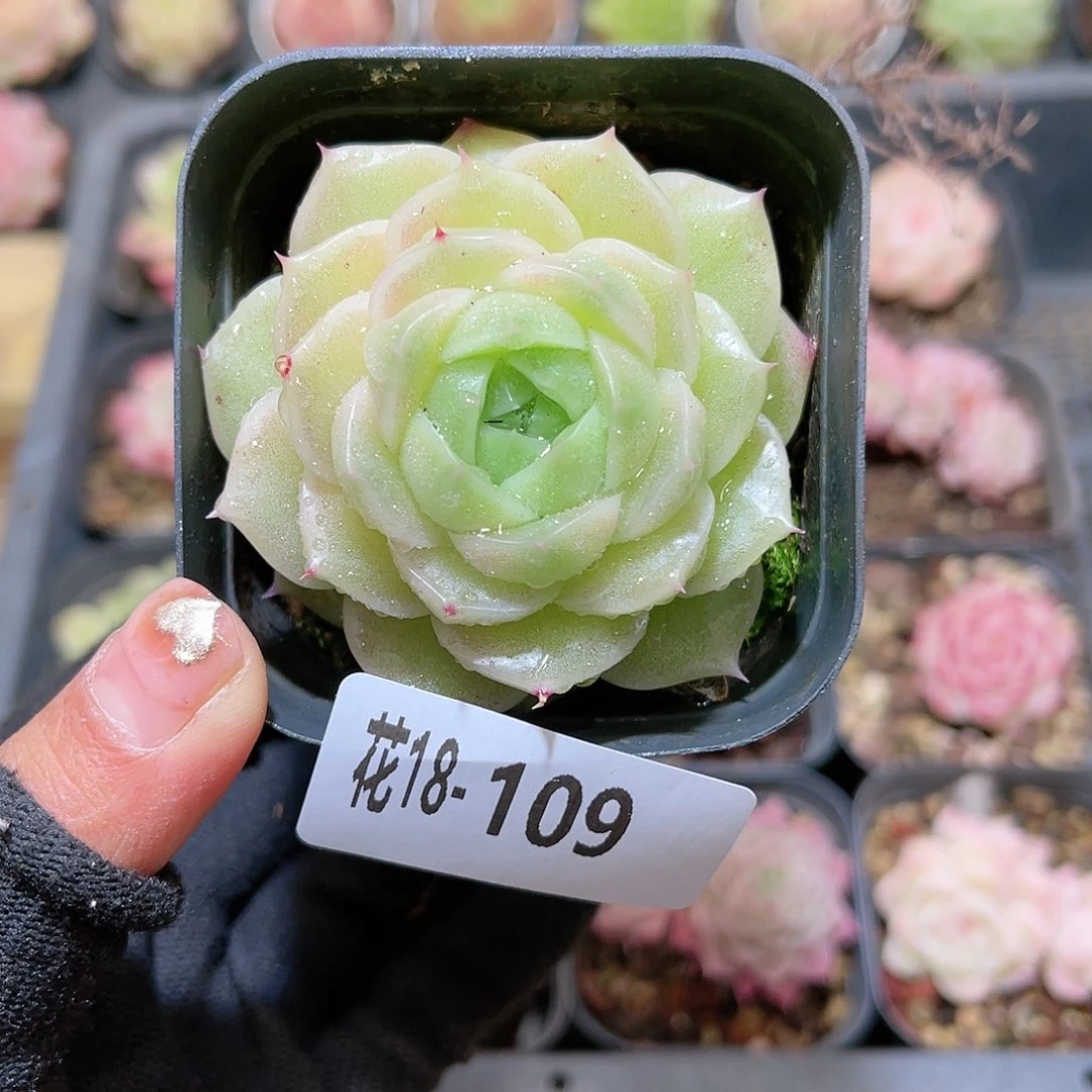 花18-109麦秆单头