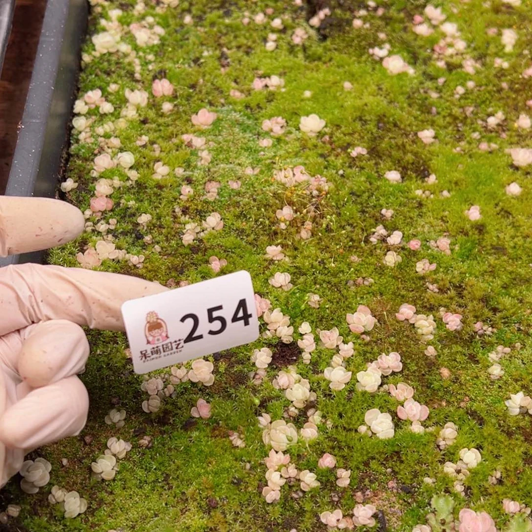 芽*多肉植物多肉植物