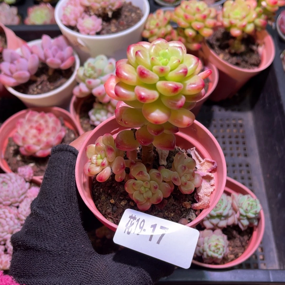 花19-17香格里拉