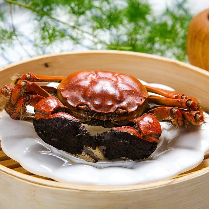 【活蟹现发】精品江苏大闸蟹 公蟹6两/只 母蟹5两/只 2对3对4对 顺丰京东冷链