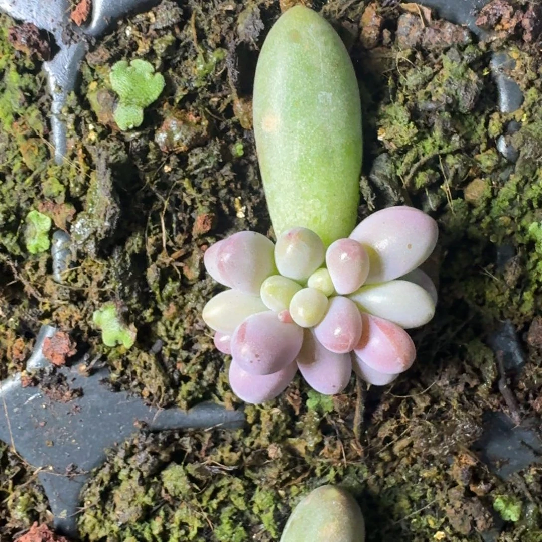 胖烟花 叶插 一物一拍