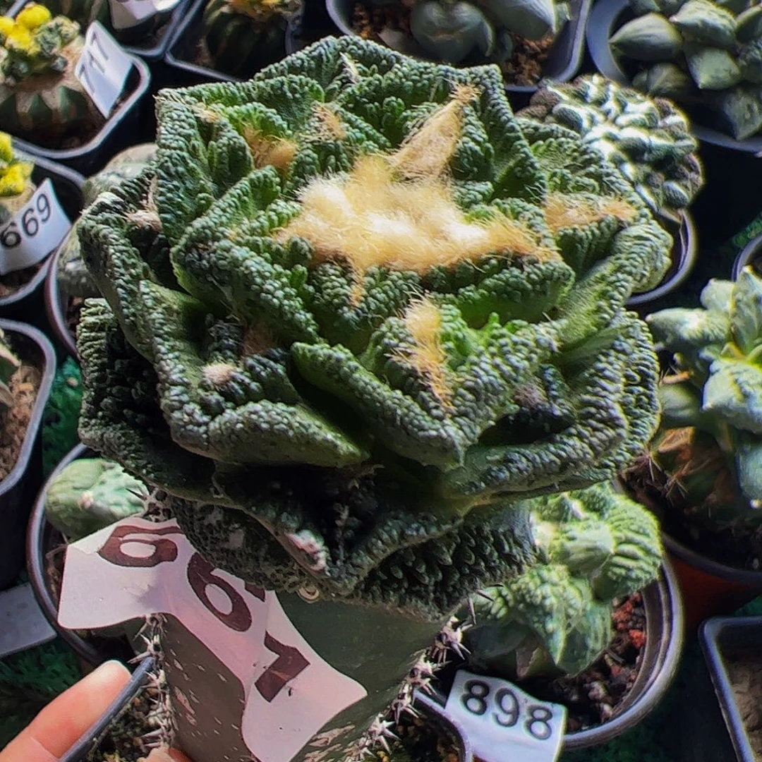 无花朵福利隔尤辛顿牡丹661