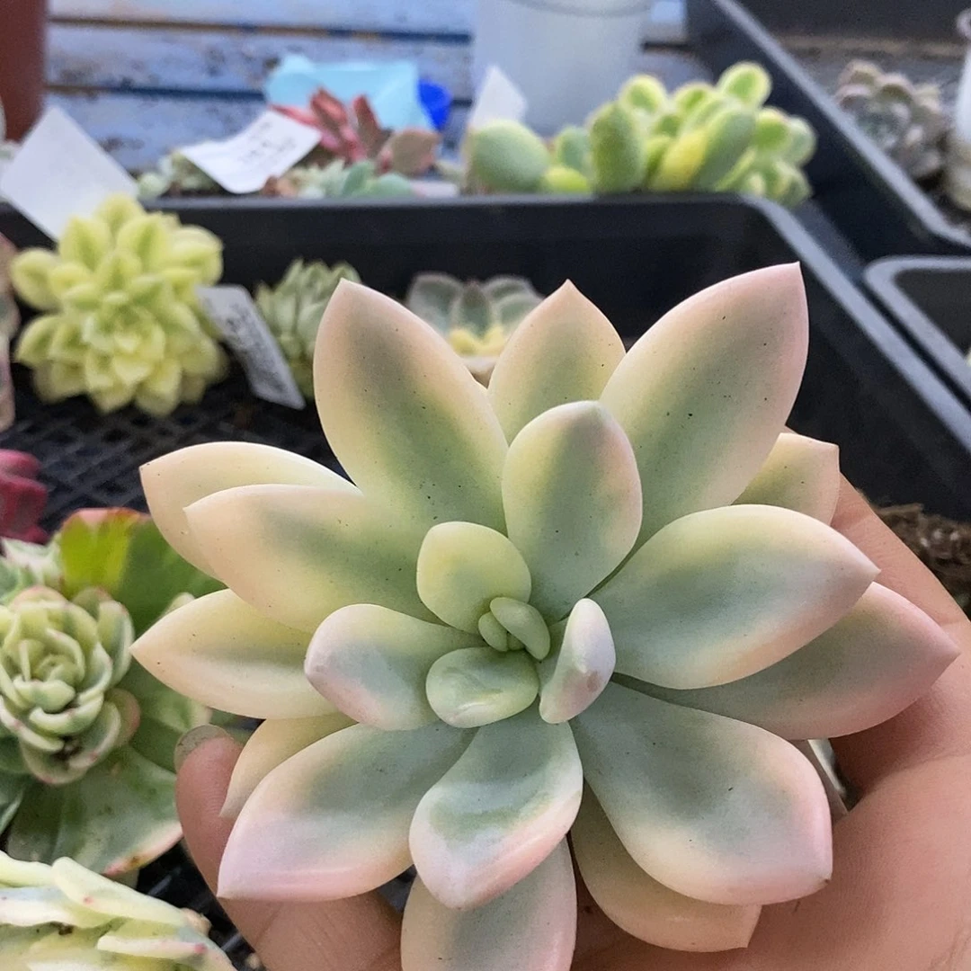 322奥普覆轮锦黄锦多肉植物哇啦塞