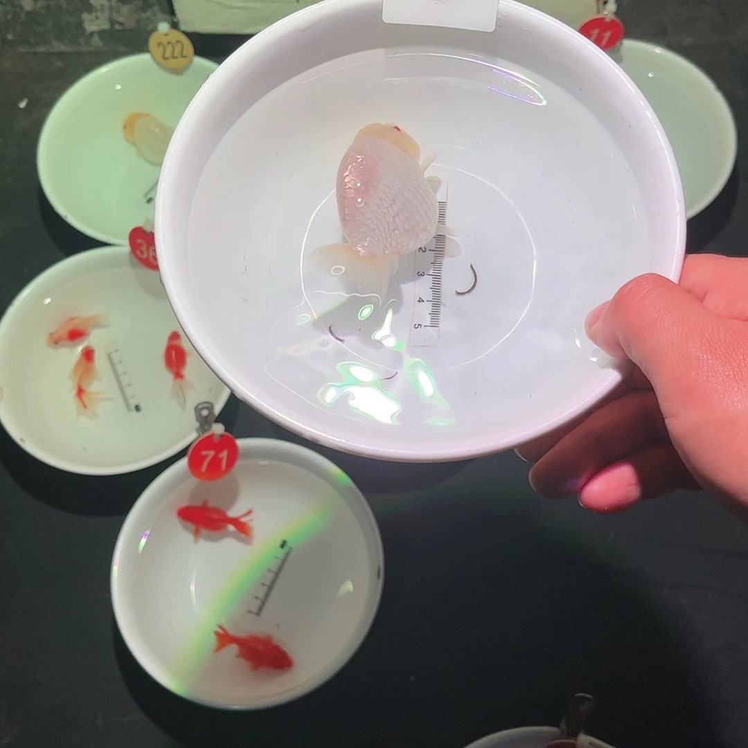 金鱼888888858888195