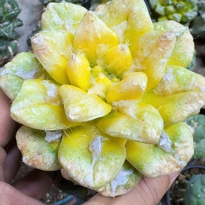 虹***卵福利苗接牡丹锦859