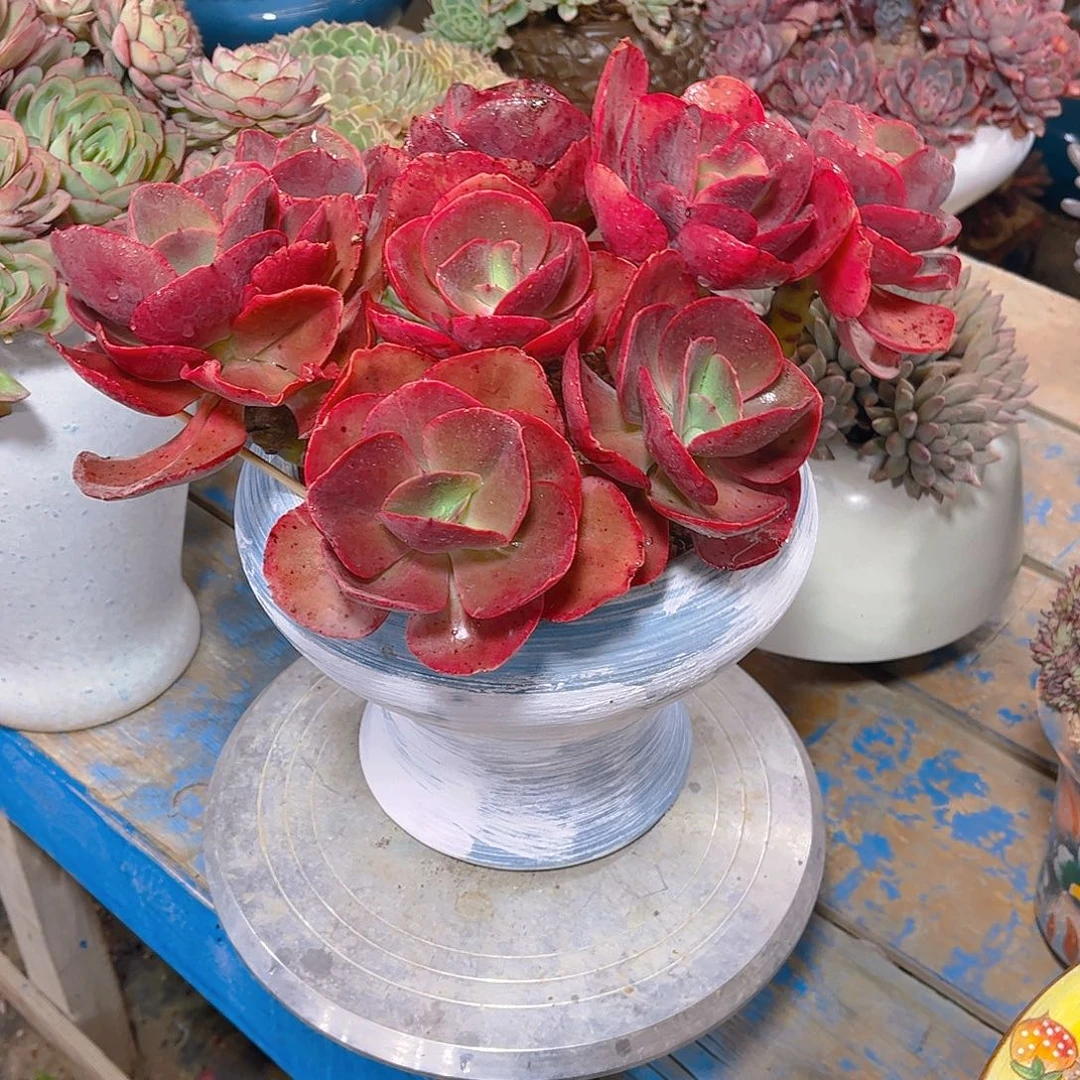 春*多肉老桩，多肉老桩