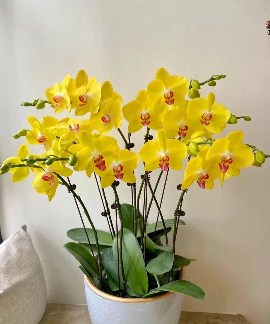 《大黄蜂》2.8寸杯不带剑，苗子发货，大花型