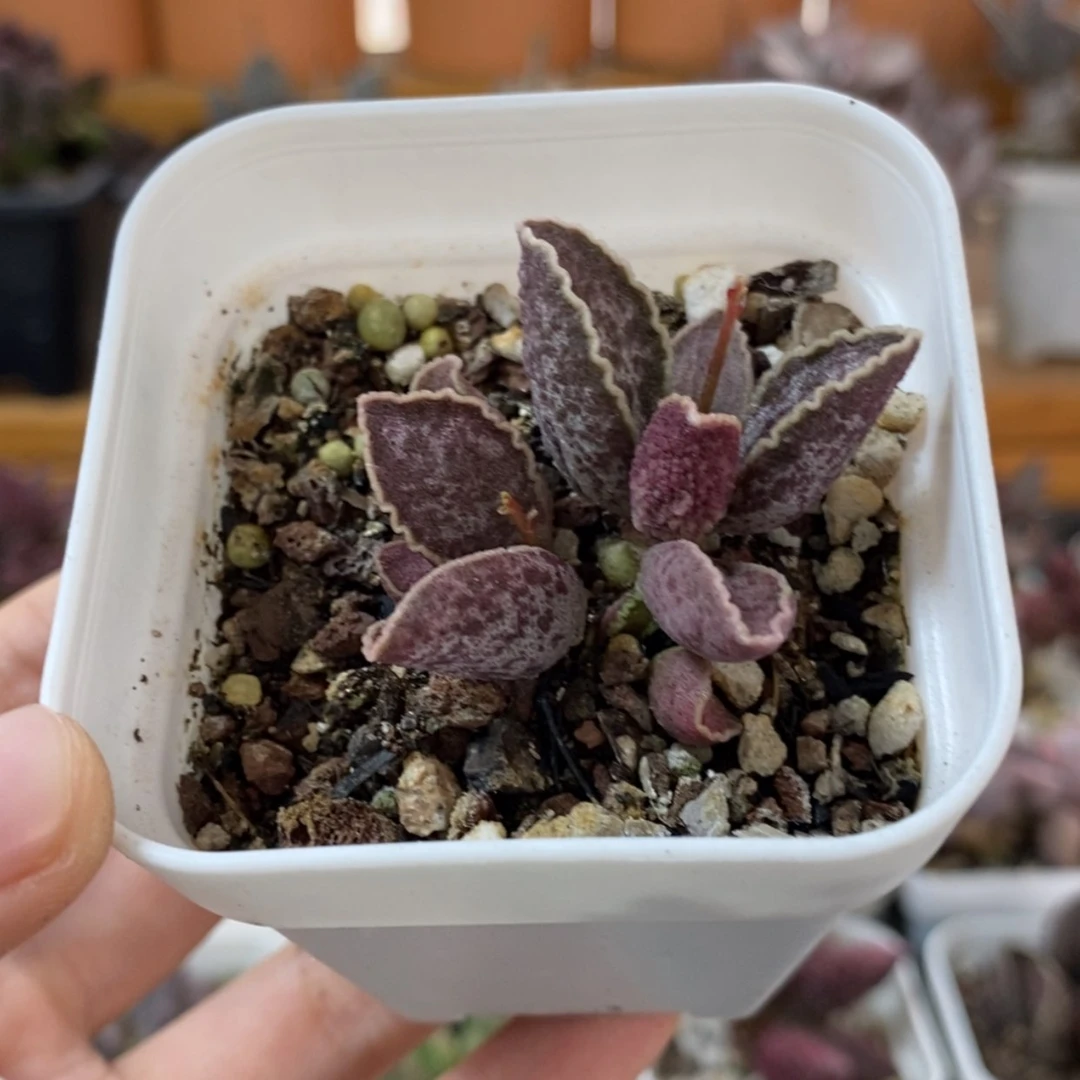 【闪购商品】无花朵大波浪