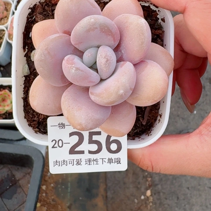 粉兔无盆土发货多肉多肉