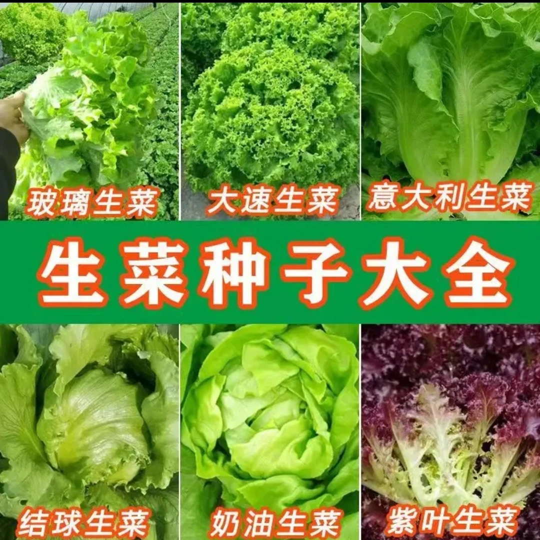 【全店满8包包邮】生菜种子合集