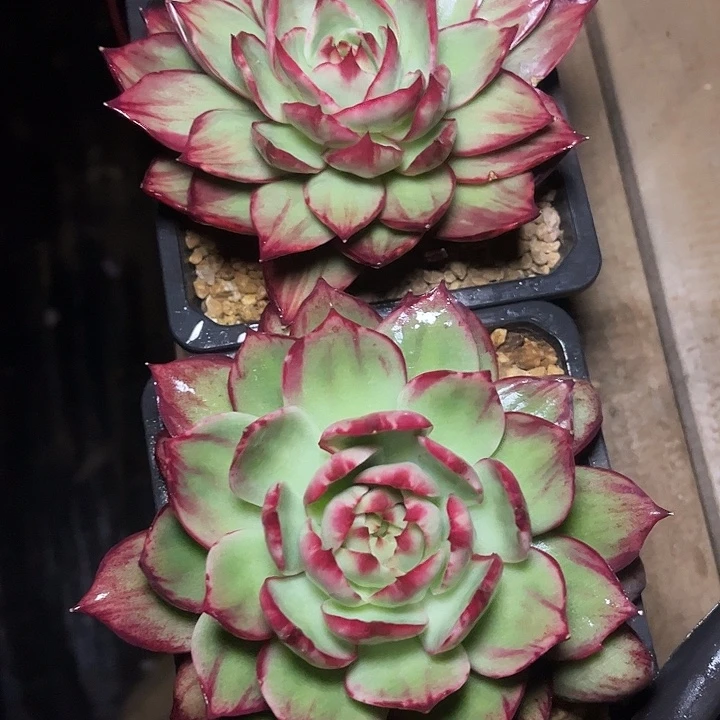 惊鸿仙子多肉植物88两颗