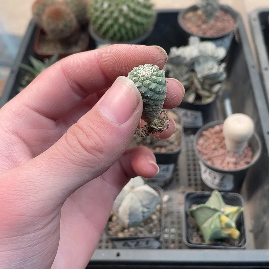 000菊水（满18包邮）