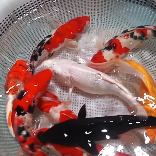 锦鲤包邮开箱包活到家