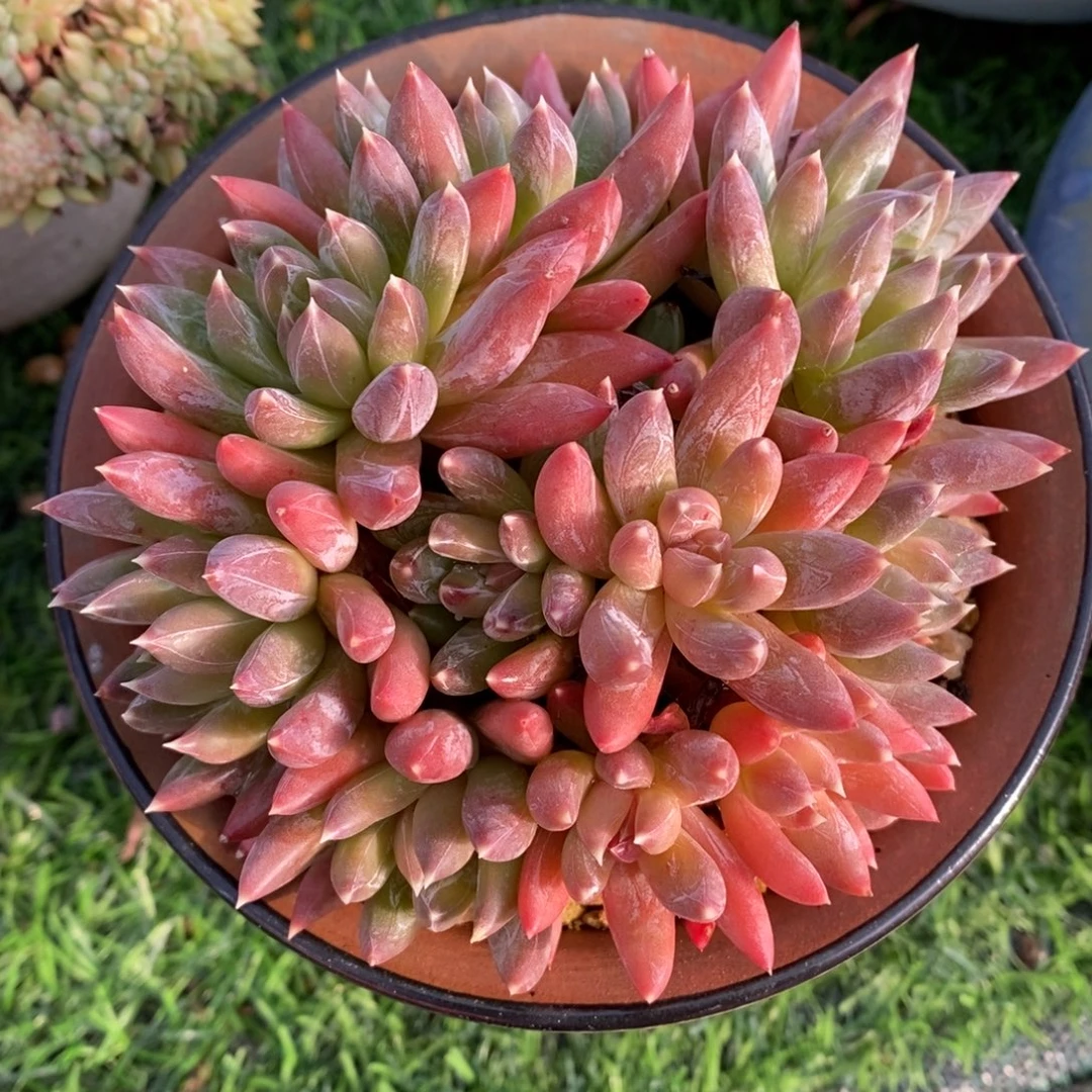 炫彩星无砍一物一拍