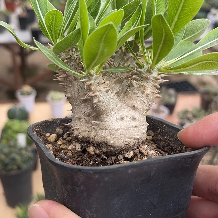 无花朵实生惠比大黑一物一拍